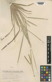 Image result for Eustachys