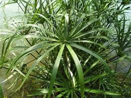 Image result for Pycreus sanguinolentus