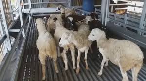 Demikian itu karena untuk di indonesia sangat jarang sekali yang menggunakan kandang umbaran, mungkin hanya beberapa peternak besar seindonesia. Kandang Kambing Tingkat Baja Ringan Youtube