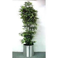 Worry Free Plants That Won T Poison Your Pets Toxic Plants For Cats House Plants Cat Safe Plants