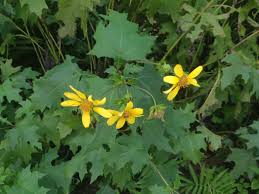 Image result for Leptochloa uniflora