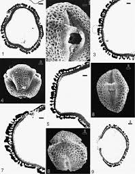 Image result for Argomuellera