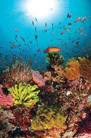 Stunningly Beautiful Under The Sea Oceanlife Amazing Nature Oceanlife Amazingnature Https Biopo Ocean Life Sea And Ocean Ocean Creatures