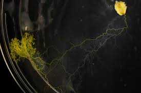 It is slime mold, also commonly referred to as dog vomit slime mold. Slime Mold Plasmodium How This Brainless Superorganism Thinks Vox
