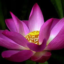 Flower, cempaka flowers, magnolia champaca, மஞ்சள் காலிஃபிளவர். Bunga Cempaka Bungacempaka2 Twitter