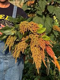 Image result for Amaranthus hybridus