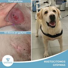 Image result for mastocytoma in dogs