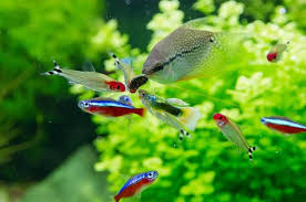 Pin On Aquarium Fish