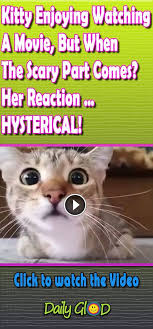 Kitty Enjoying Watching A Movie But When The Scary Part Comes Her Reaction Hysterical Amazingp Funny Animal Pictures Funny Cat Pictures Funny Animal Videos