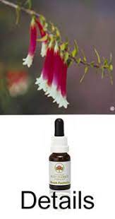 Bush Fuchsia Australian Bush Flower Essences Ian White Stockbottle