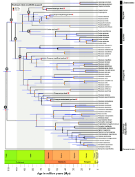 Image result for Diospyros squarrosa