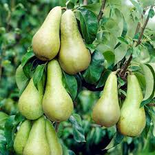 Maybe you would like to learn more about one of these? Pear Tree Growing Guide Suttons Gardening Grow How