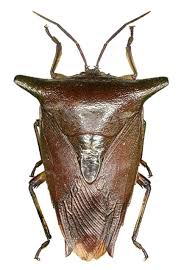 Black And Red Caterpillars On Azaleas Embolosterna Unicolorus Bugs And Insects Beautiful Bugs Insects