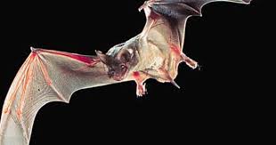 Tiny Hairs On Bats Wings Act Like Airflow Sensors Is This Why They Re Such Great Flyers Bat Flying Bat Fruit Bat