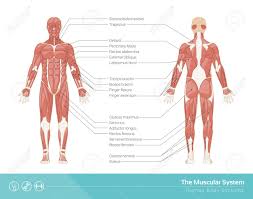 The Human Muscular System Vector Illustration Front And Rear