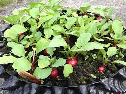 You could grow them in flats. Everything About Growing Radishes In Containers Pots