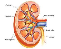 Regulation of renal blood flow 1. Kidney Pmg Biology