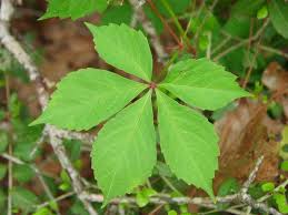 Image result for Parthenocissus quinquefolia