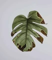 We did not find results for: Diagnosing Your Monstera Deliciosa What S Wrong And What Can You Do The Healthy Houseplant