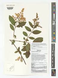 Image result for Anisosepalum alboviolaceum