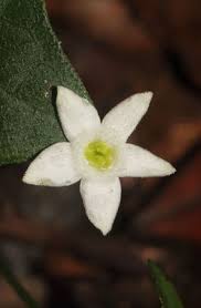 Image result for Zehneria tridactyla