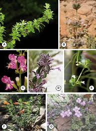 Image result for Solanum grossidentatum