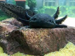 Melanoid Axolotl Axolotl Axolotl Cute Axolotl Tank