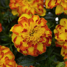 Image result for Tagetes patula