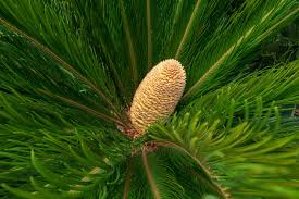 Image result for Cycadaceae