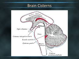 Dr Yaser Abdulghani Alqasimi Mbbs Radiology Demonstrator Kau Ppt Video Online Download