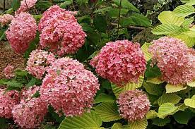 Top 10 Shrubs For Small Spaces Bella Anna Hydrangea Small Flowering Plants Small Shrubs Hydrangea Care