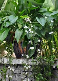 S T I L E T To Mexican Sword Plant And Flower Fly