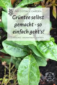Tee Im Eigenen Garten Selbst Anbauen Und Frischen Tee Selber Machen Schwarzer Tee Und Gruner Tee Frisch Tee Selber Machen Gruner Tee Pflanze Schwarzer Tee