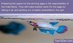 They Build Bubble Nests To Help Protect Their Eggs 20 Interesting Betta Fish Facts To Better Know Your Betta Everythingabo Betta Betta Fish Betta Fish Care