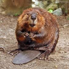 Nature S Paintbox Animals Beaver Funny Animals