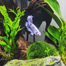 Crowntail betta fish (betta splendens), also called siamese fighting fish, are a very popular breed with fishtank owners. I Was Originally Holding Out For A Crowntail Black Orchid Betta But When My Fiance Saw This Little Guy At My Lfs I Couldn T Say No Meet Grumplestiltskin The Grumpiest Looking Betta