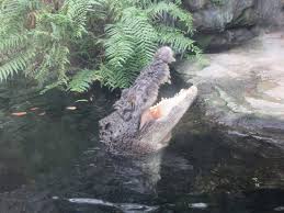 Manage your video collection and share your thoughts. ä¸Šé‡Žå‹•ç‰©åœ' å…¬å¼ A Twitter ä¸Šé‡Žå‹•ç‰©åœ' é–‹åœ'ã—ã¾ã—ãŸ ã‚¤ãƒªã‚¨ãƒ¯ãƒ‹ é–‹å£ã—ã¾ã—ãŸ ã‚¤ãƒªã‚¨ãƒ¯ãƒ‹
