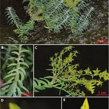 Image result for Sedum ruwenzoriense