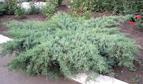 Find help and information on juniperus 'grey owl' pencil cedar virginiana chinensis, including varieties and pruning advice. Juniper Virginia Gray Owl In Nur Sultan Online Store Evroflora Ip Buy Juniper Virginia Gray Owl Nur Sultan Kazakhstan Evroflora Ip Allbiz