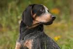 Bluetick Coonhound Dog Breed Profile | Petfinder