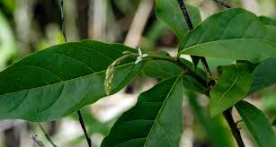 Image result for Petiveria