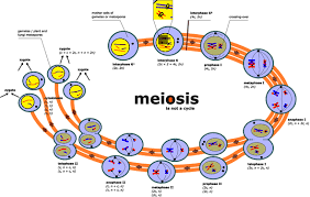 Mitosis worksheet printable, mitosis worksheets answers, mitosis worksheet packet answers, meiosis worksheets high school, mitosis worksheet biology answer key lifescitrc cells alive mitosis phase worksheet from mitosis worksheet answers , source: Cells Alive Meiosis Phase Worksheet Answers Nidecmege