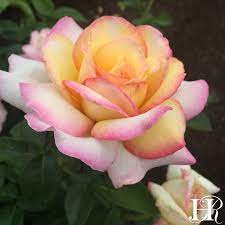 Peace Peace Rose Hybrid Tea Roses Hybrid Tea Roses Care