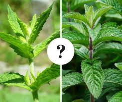 The leaves are where the value lies, at least in. Spearmint Vs Peppermint What S The Difference