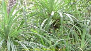 Image result for Pandanus candelabrum