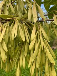 Image result for Oleaceae