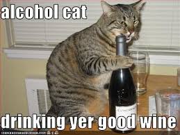 Untitled Cat Drinking Cat City Crazy Cats