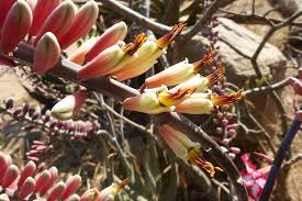 Image result for Agelanthus igneus
