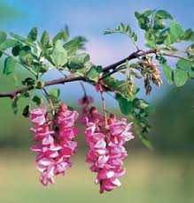 Maybe you would like to learn more about one of these? Purple Robe Locust Flowering Trees Stark Bro S