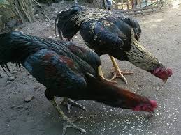 Jual telur ayam birma asli, telur ayam bangkok, telur ayam pakhoy, telur ayam hias, telur. Ayam Birma Telur Hijau Myanmar Green Egg Chicken Part 4 Youtube